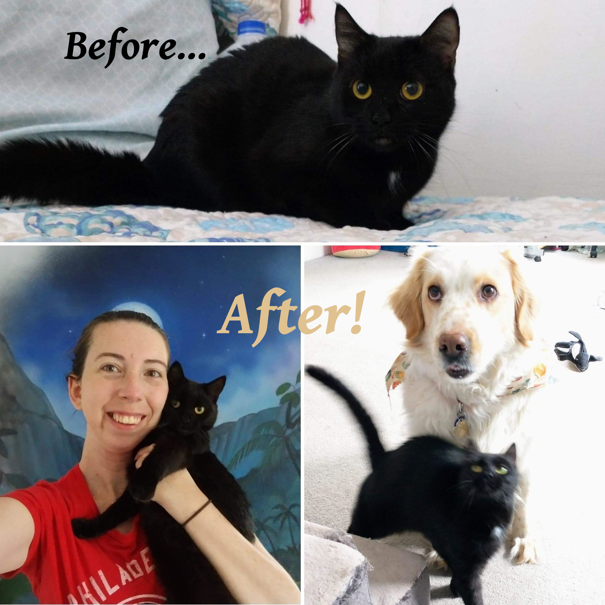 collage of 3 pictures. The top picture is a black cat whose fur is poofed from fear. The bottom left picture is the same cat being held snuggled by her smiling owner. The bottom right picture is the same cat rubbing against a cream-colored dog who looks somewhat bemused at the feline attention.