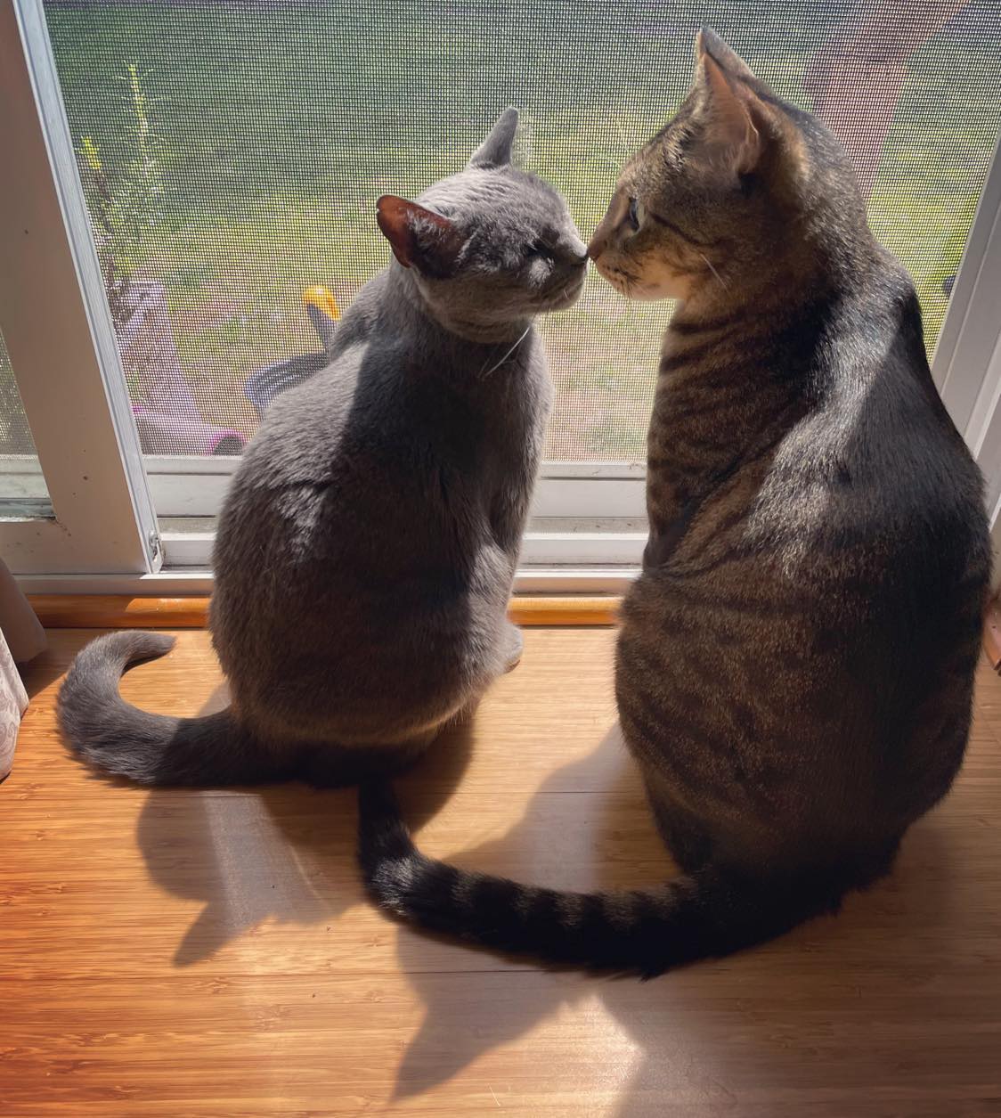 Two cats sitting in front of an a screen door, touching noses