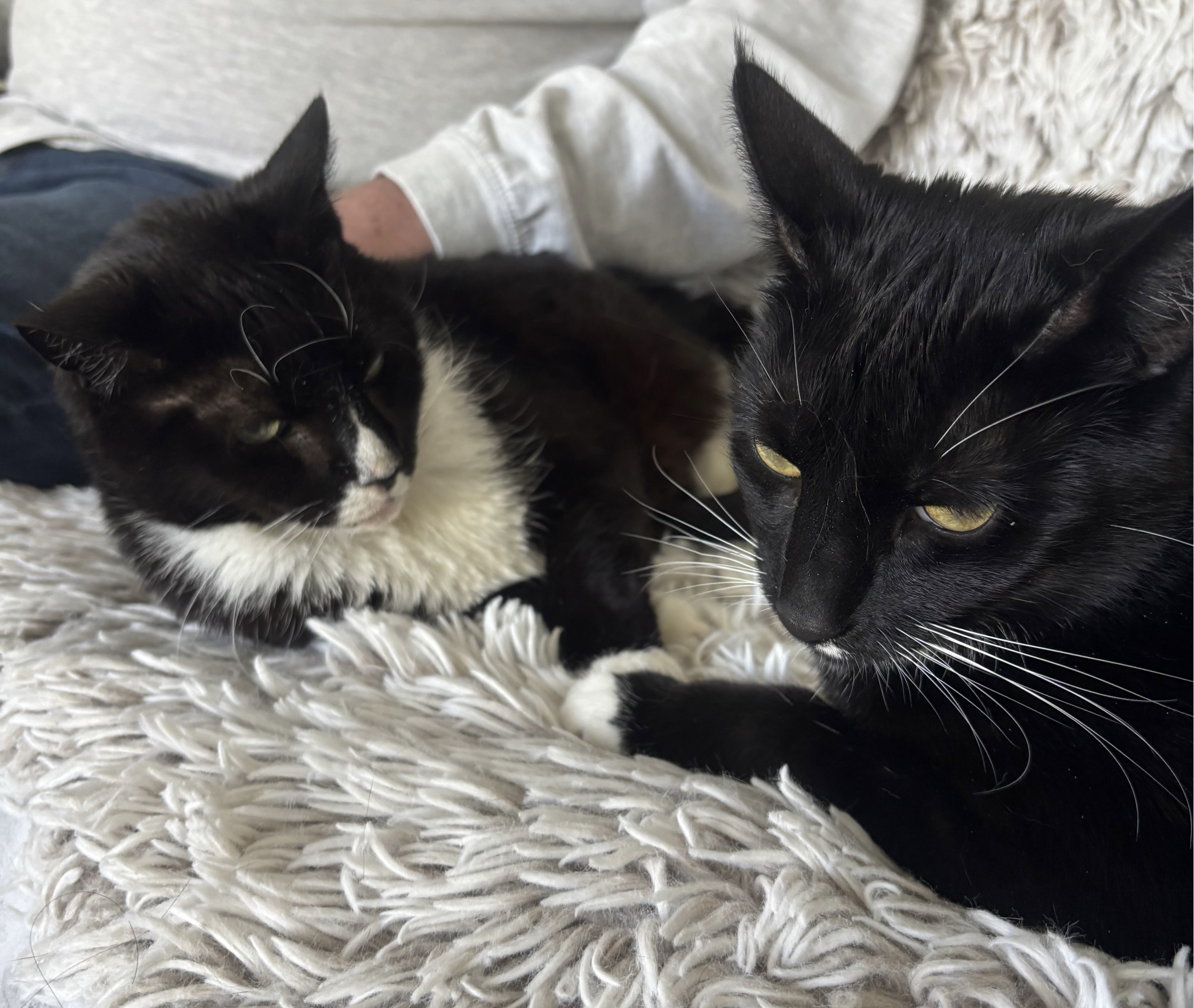 Two black and white cats sitting near each other