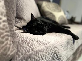 Black cat resting on sofa