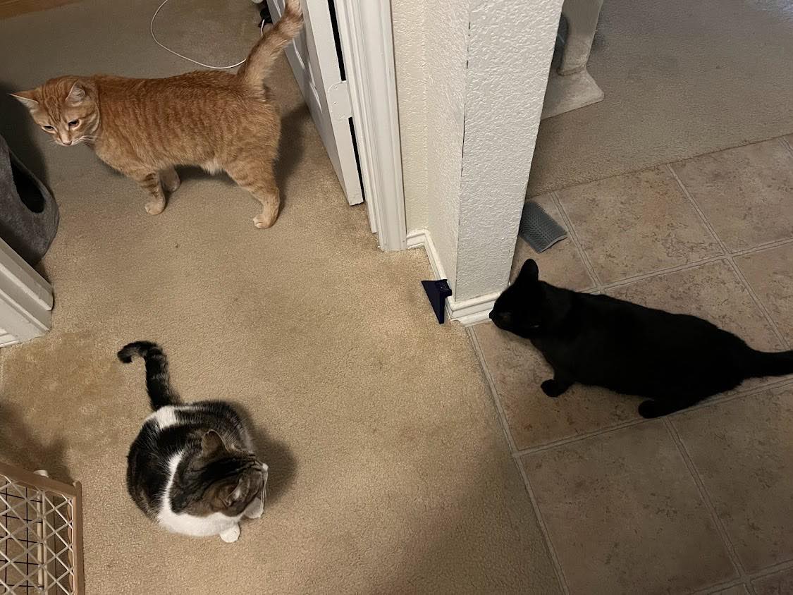 Three cats near each other