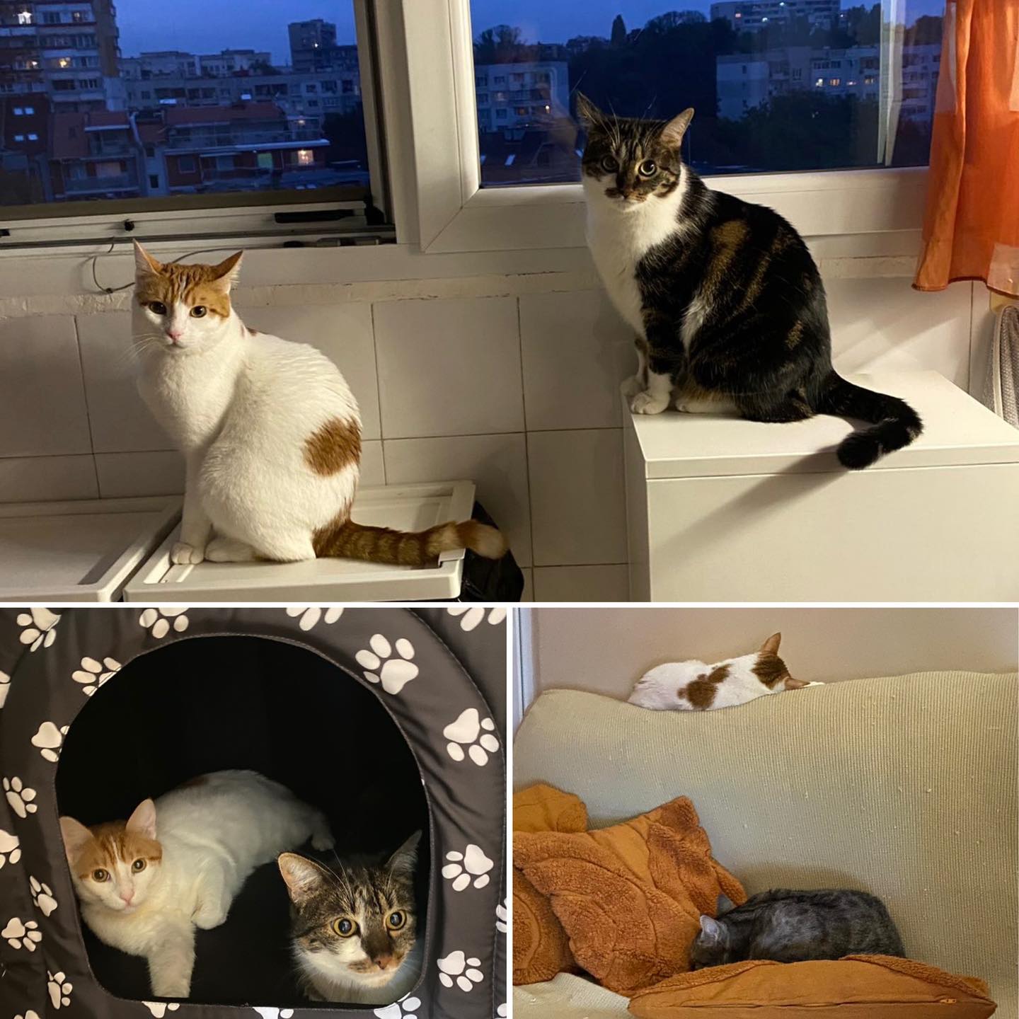 a collage of 3 pictures, the first shows Murry and Abbie sitting on window perches within 2' of each other, the bottom left picture shows Murry and Abbie sharing a cubby bed, the bottom right picture shows Murry sleeping on top of the sofa with June sleeping on the cushions below.