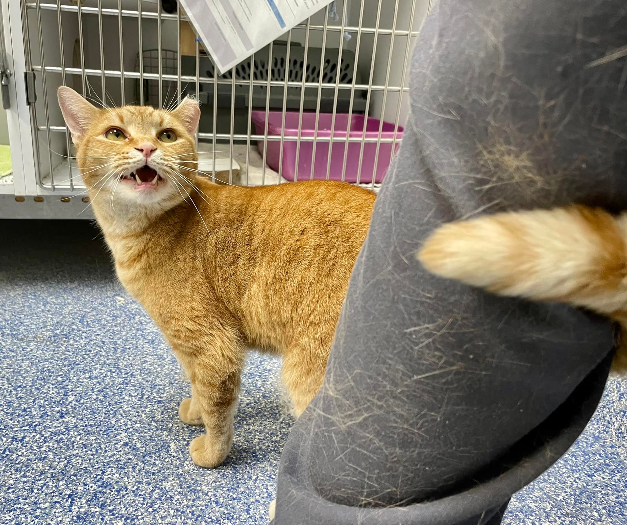 an orange tabby shelter cat mid-meow, enjoying some out-of-cage enrichment, while he wraps his tail around my pant leg, which is covered in his orange fur.