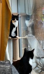 Two black and white kitties in a window perch