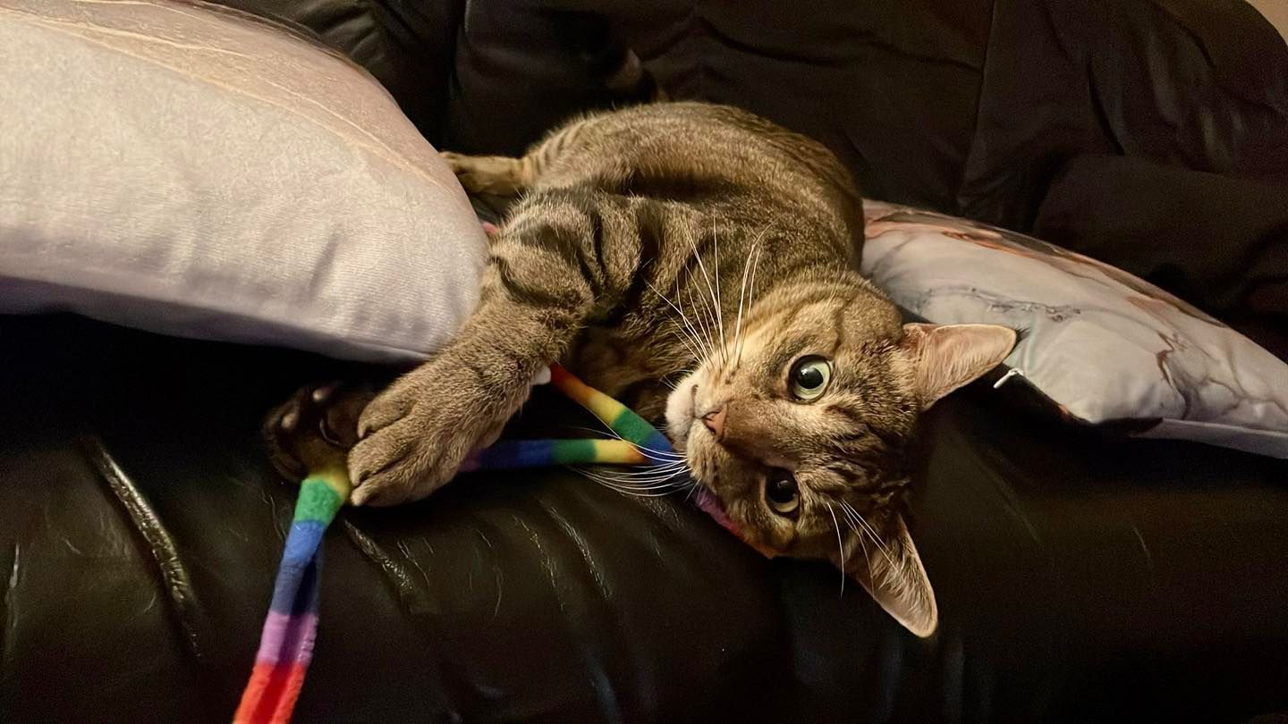 brown tabby cat biting a rainbow cat dancer